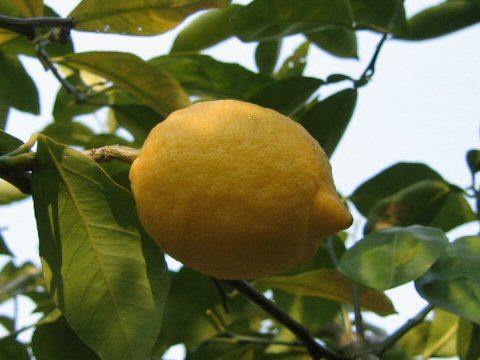 Лимон обыкновенный