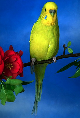Волнистый попугайчик