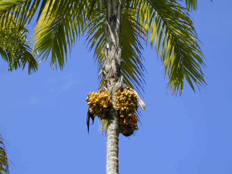 Персиковая пальма